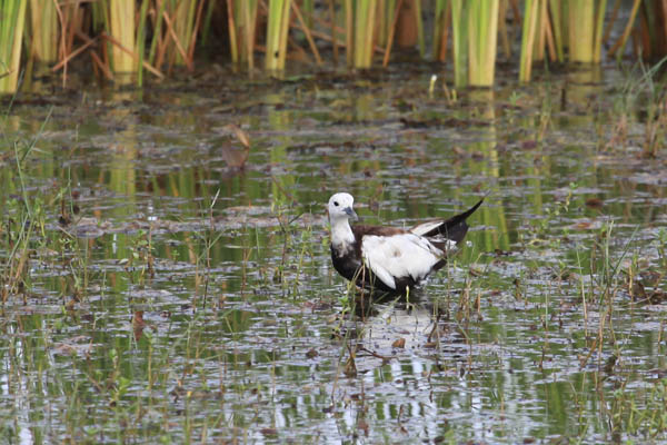 Phaesant-tailed Jacana